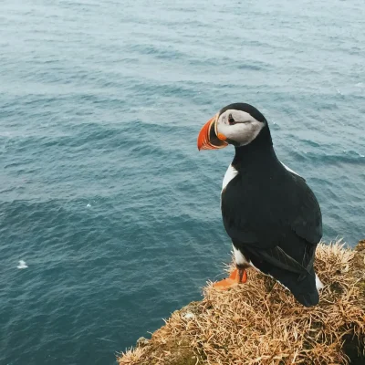 Puffin in Iceland